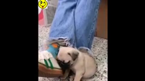 Tik Tok Cute Pets And Funny Animals Compilation 2021@