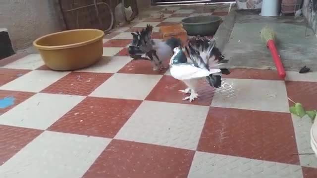 Two male pigeon fight