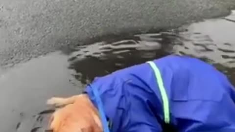 Dog don't seems to like the rain #shorts
