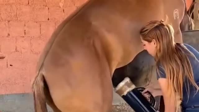 Best wild horses Mare revolutionizing young foals future stallions Horses