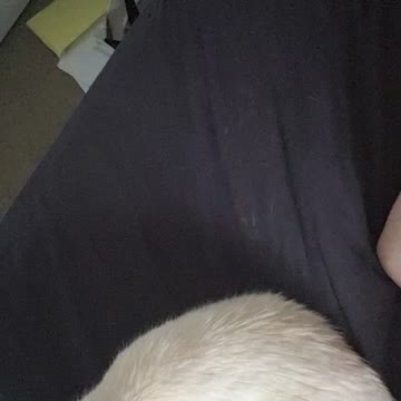 Cat resting on my arm