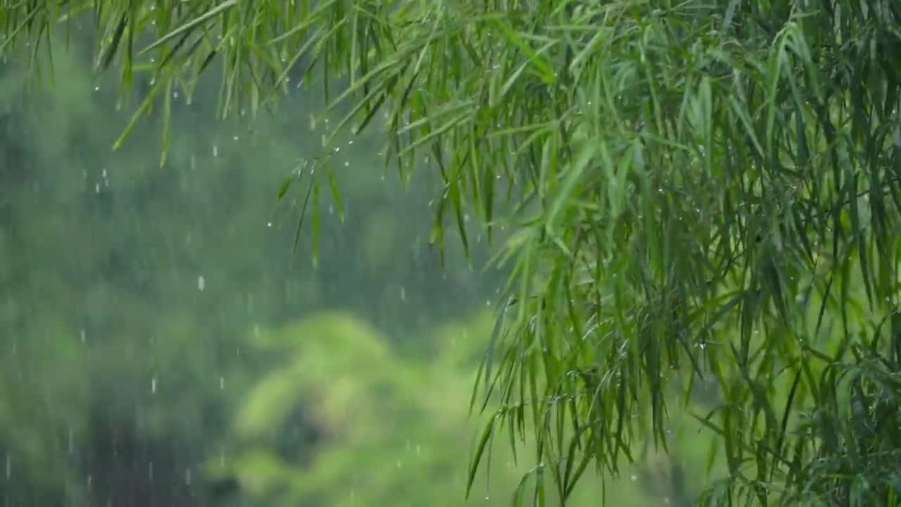 Relaxing Rain Sounds | Greenery | Rain Forest | Meditation