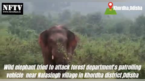 Wild Asiatic elephant tried to attack forest department's patrolling vehicle in India