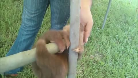 Baby Sloths Being Sloth - FUNNIEST Compilation