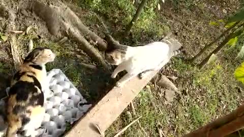 Cat Fight Club