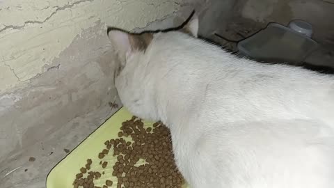 Homeless cat in UAE, Ras Al Khaimah: STING #cat #cats #Sting #foryou #UAE #pets #pet #viral #4u #ae