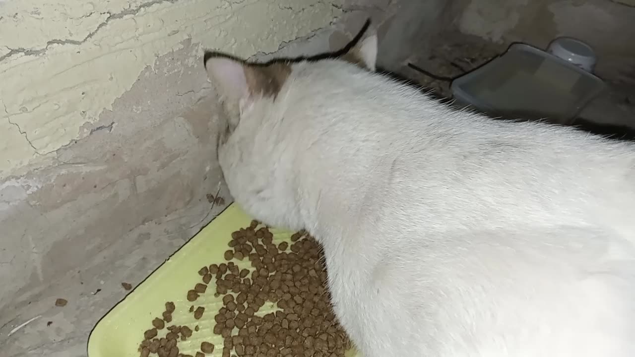 Homeless cat in UAE, Ras Al Khaimah: STING #cat #cats #Sting #foryou #UAE #pets #pet #viral #4u #ae
