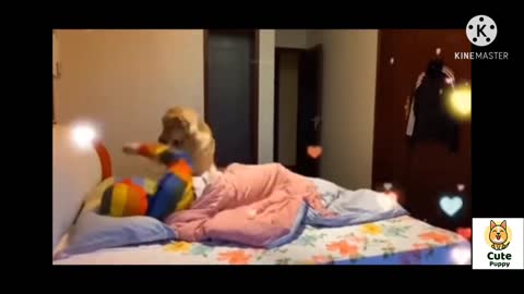 pequeños cachorros