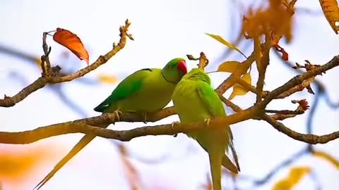 bird bird ,,