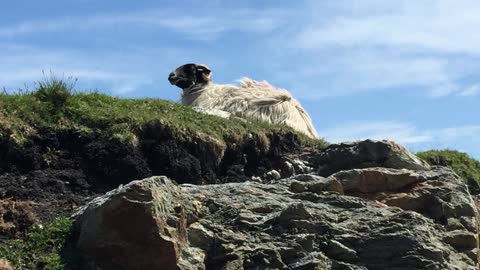 Carroll's & Mrs. Ryan's Polkas