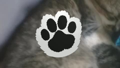 #### CAT ESTYMAYTION ####