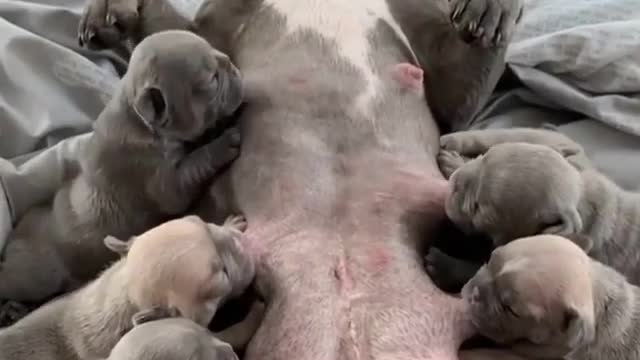 Cute puppy milking at same time - funny dogs and puppies videos