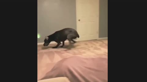 Excited Great Dance gets intense case of the zoomies