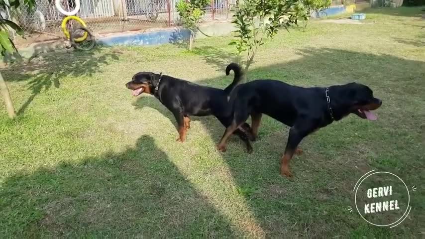 Dogs making video