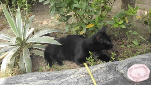 Adorable BLACK Kitten Playing