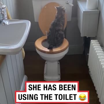 We Discovered Our Cat Has Been Using Our Human Toilet