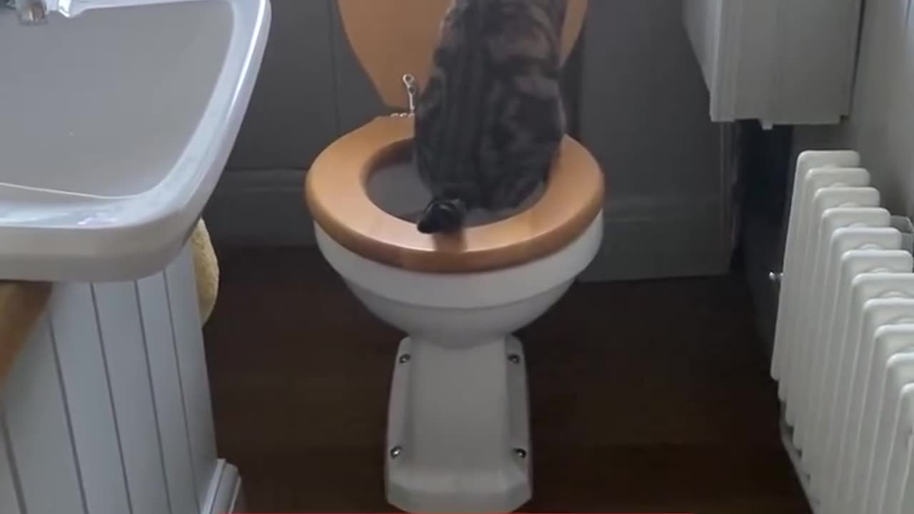 We Discovered Our Cat Has Been Using Our Human Toilet