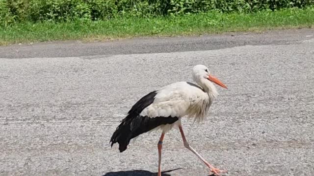 the stork is walking towards us