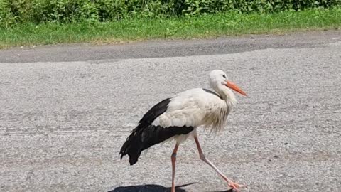 the stork is walking towards us