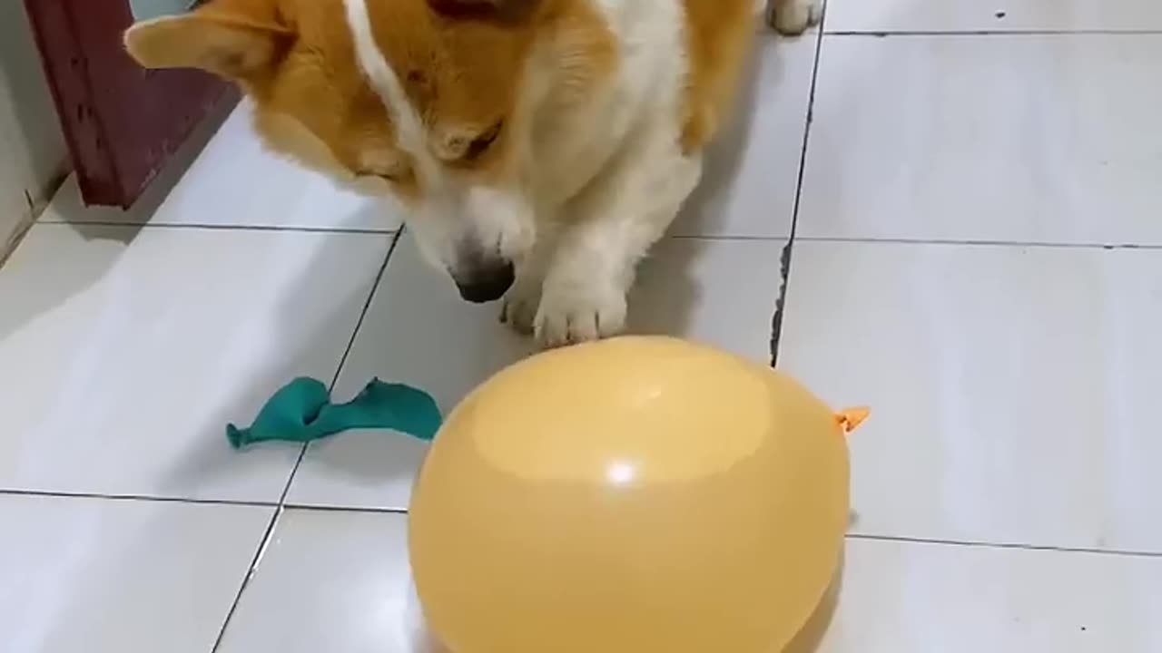 Animal fun