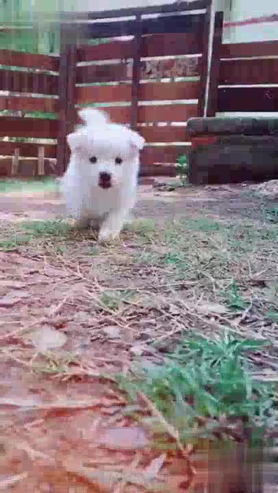 Cute puppy status for WhatsApp