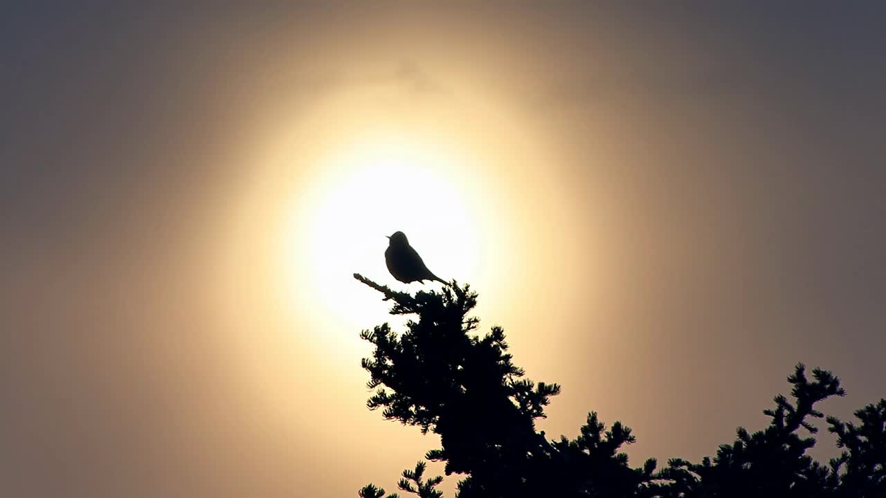 Bird Chirping in Treetop Backlit by Setting Sun