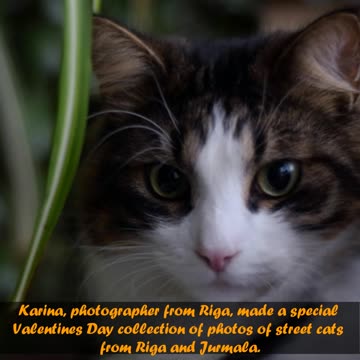 Photographer Tries To Aid Adoptions Of The Latvia Street Cats