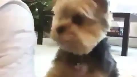 Little dog wants some attention!😍😍😍