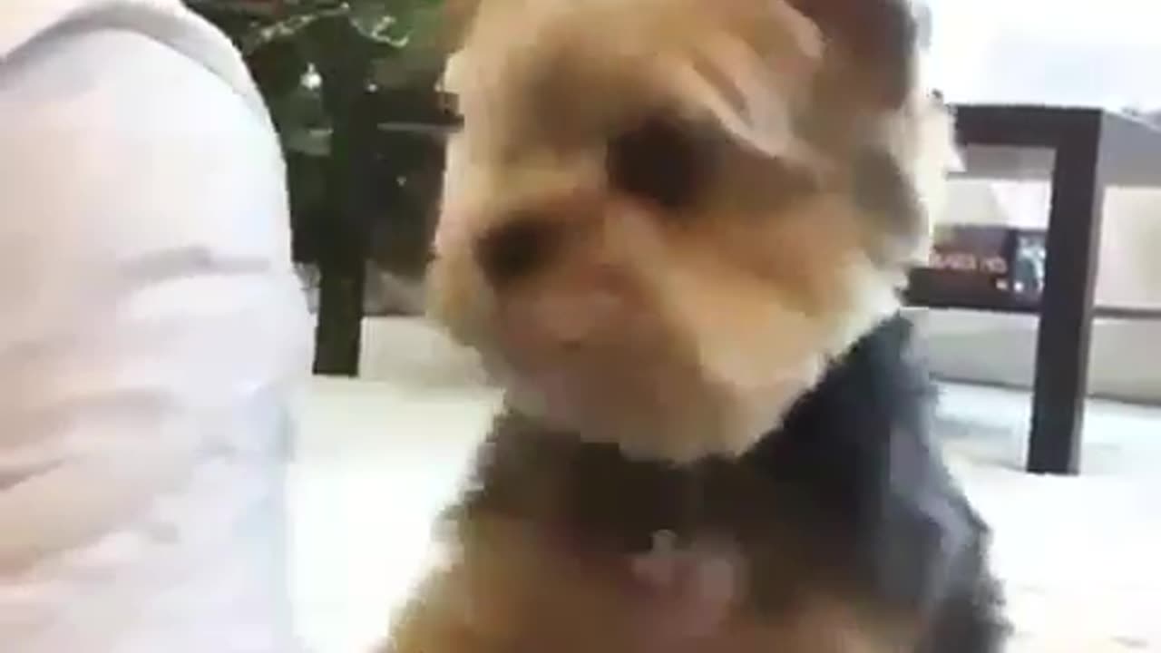 Little dog wants some attention!😍😍😍