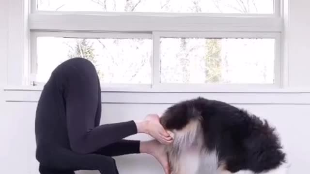 Amazing dog do this exercise perfectly like a human being
