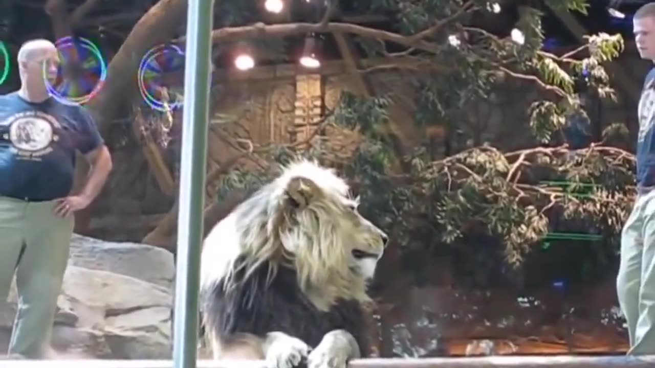 Lioness breaks up Lion's fight with an inexperienced Zookeeper