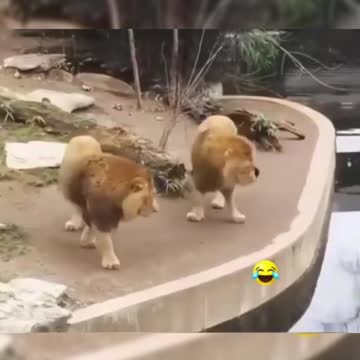 New Two Lion animal Funny Video😂