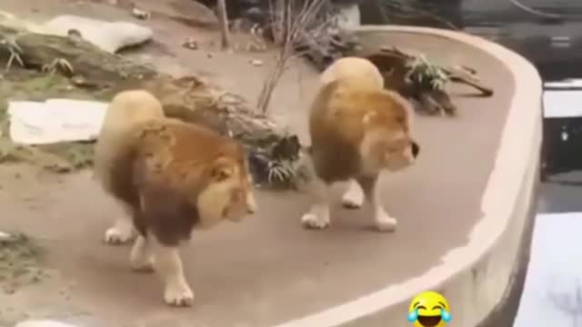 New Two Lion animal Funny Video😂