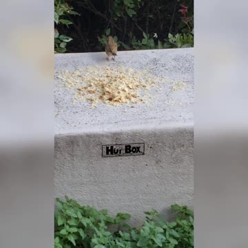 Birds having a snack