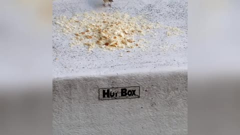 Birds having a snack
