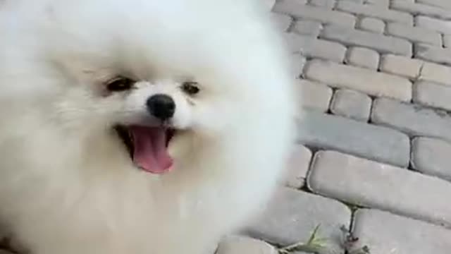 สุนัข,funny animal,cute dog,funny animals,funny animal videos,cute dogs,