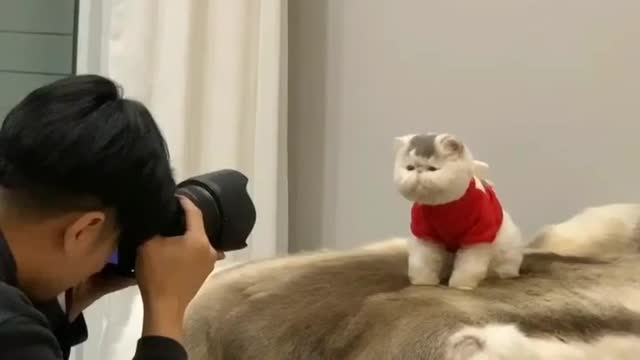 📽 from Pancake | DY 😄😄😄😄😄 ~ double tap ❤❤ #cutecatlovers