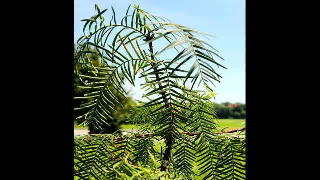 Song of the Dream Catcher by Usha the Dawn Redwood June 2020