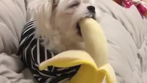 Cat eat banana，cute