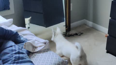 Husky puppy thinks her sibling is in danger