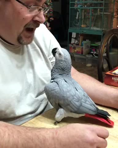African grey kisses