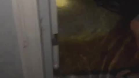 Floridian's find a new 'pet' in their home during hurricane flooding. 🐊😲