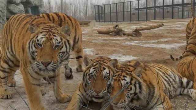 A group of big cats