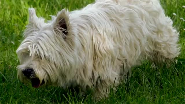 Cute Puppy Love | Cutest baby Puppie ever #Shorts #puppy #cute