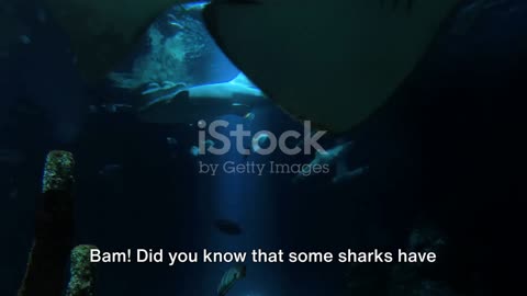 Facts about shark