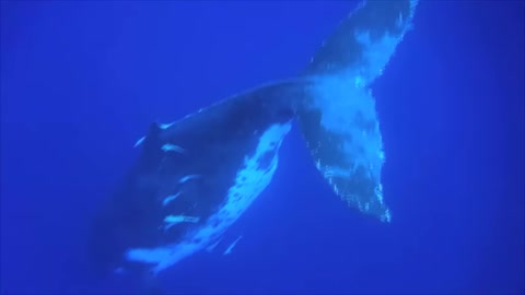 Humpbackwhale singing.webm