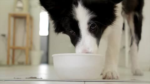 Beautiful dog drinking milk