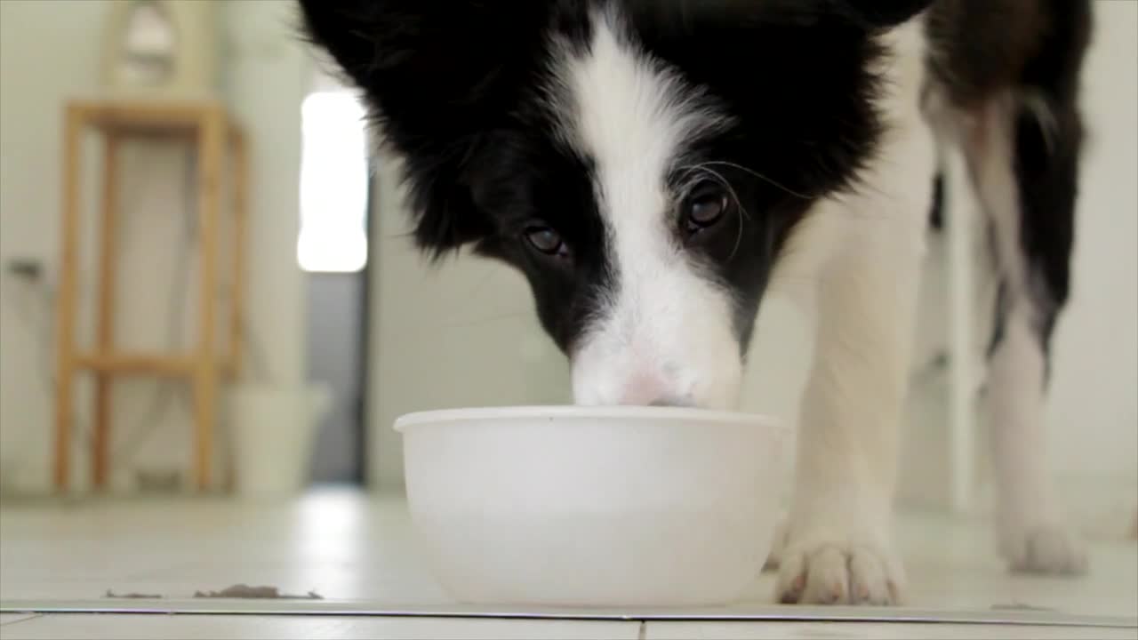 Beautiful dog drinking milk