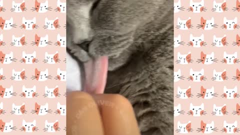 Funny Cat Videos