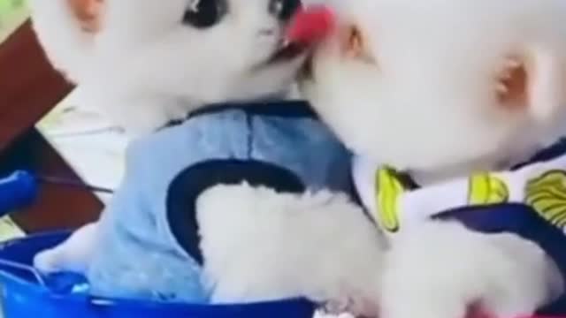 Puppys funny video